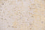 Divan 1040C - Dorado Gris