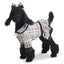 Labradoodle Black Tweed 67 cms