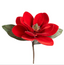 Magnolia velvet roja 30 cms