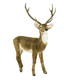 Venado escala real Cafe 167 x 114 cms
