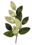 Hojas magnolias velvet verde 66 cms - re