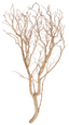 Big Manzanita branch tree 91 cms
